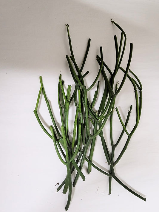 Pencil Cactus Indian Tree Spurge (euphorbia tirucalli) 10 clips (approx 6-8")