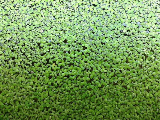 500 Live Duckweed Plants (LEMNA Minor)