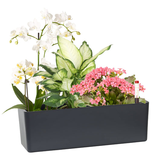 GardenBasix Elongated Self Watering Planter Pots Window Box 5.5 x 16 inch Indoor Home Garden Modern Decorative Planter Pot for All House Plants Flowers Herbs (Dark Grey,1-Pack)
