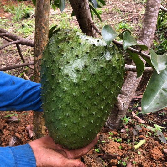 Live Plant - Soursop (Annona Muricata) Tropical Fruit Tree 12″-24″
