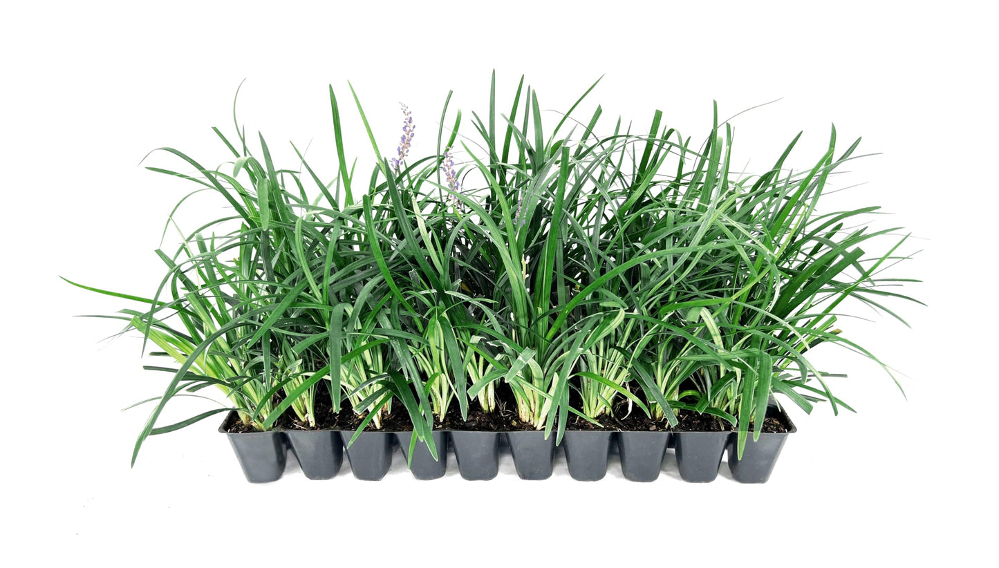 Liriope Super Blue | 10 Live Plants | Liriope muscari 'Super Blue' | Ornamental Ground Cover Plants | Shade-Tolerant Landscaping Perennial