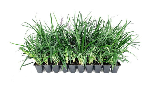 Super Blue Liriope Muscari - 3 Live Plants - Evergreen Ground Cover Grass