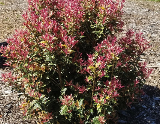 Live Plant - Party Lights Pink Flush Tea Olive (Osmanthus) - Live Plant - (1 Qt)