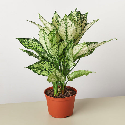 Chinese Evergreen 'First Diamond' | Live Plant for Indoor & Outdoor | for Living Room, Office, Bathroom | (6" Pot)