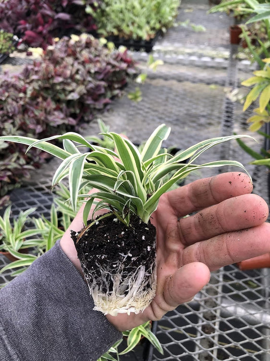 3 Pack Airplane Spider Plant – Live Indoor Houseplant | Fully Established Bare Root Plants, Air-Purifying, Low Maintenance, Thrives in Home & Office | Live Plants Indoor, Variegated Houseplant