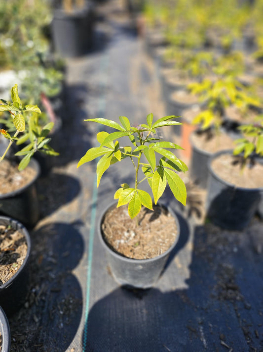 Grafted Suebelle sapote Sapote Fruit Tree (White Sapote, Casimiroa edulis) (White Sapote, 1 CA Gallon Trader Pot)