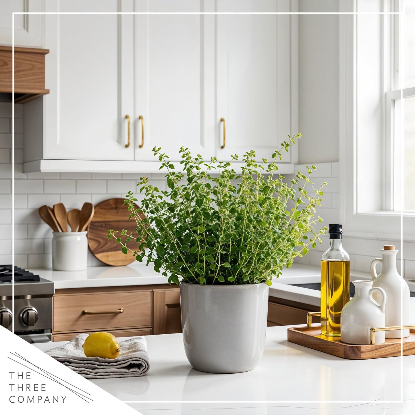 Live Aromatic and Edible Herb - Oregano (4 Per Pack), Loaded with Antioxidants, 8" Tall by 4" Wide in 1 Pint Pot