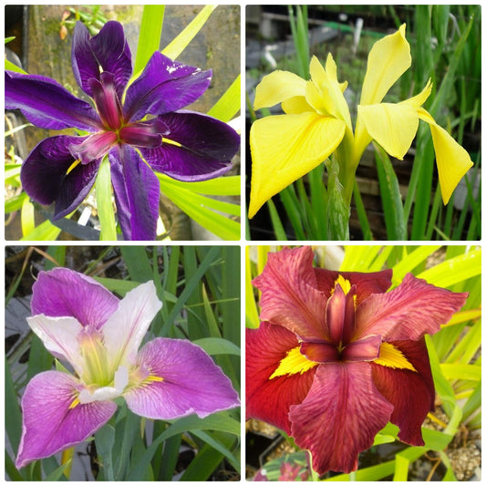 Louisiana Iris Bog Pond Plants Bundle - 4 Pre-Grown Louisiana Irises Marginal Pond Plants in Purple, Red, Yellow, White from AquaLeaf Aquatics