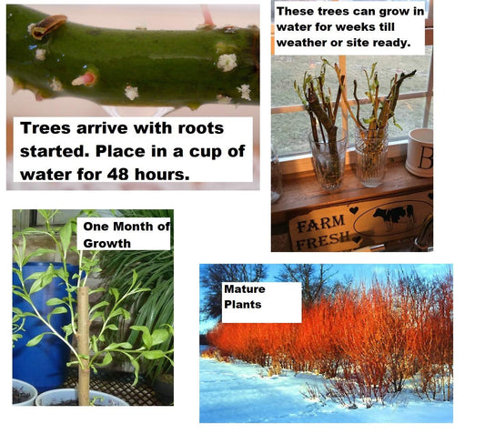 4 Flame Willow Tree Cuttings - Vibrant Orange and Red Bark - Unique Trees to Grow