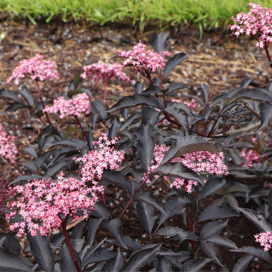 Proven Winners Pink Pony Elderberry (Sambucus nigra) Live Plant, 4.5" Qt