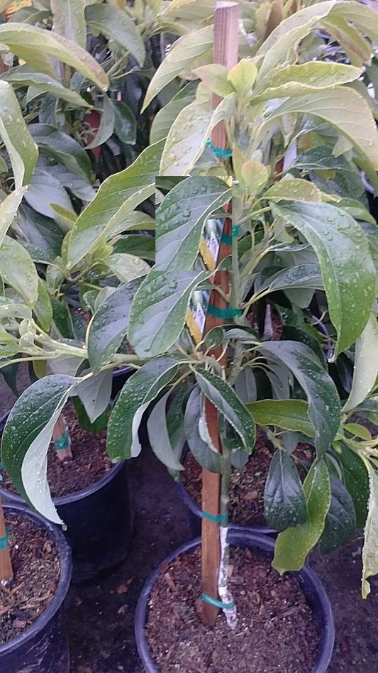 9EzTropical - Bacon Avocado Grafted Tree 2 to 3 Feet Tall - Ship in 1 Gal Pot