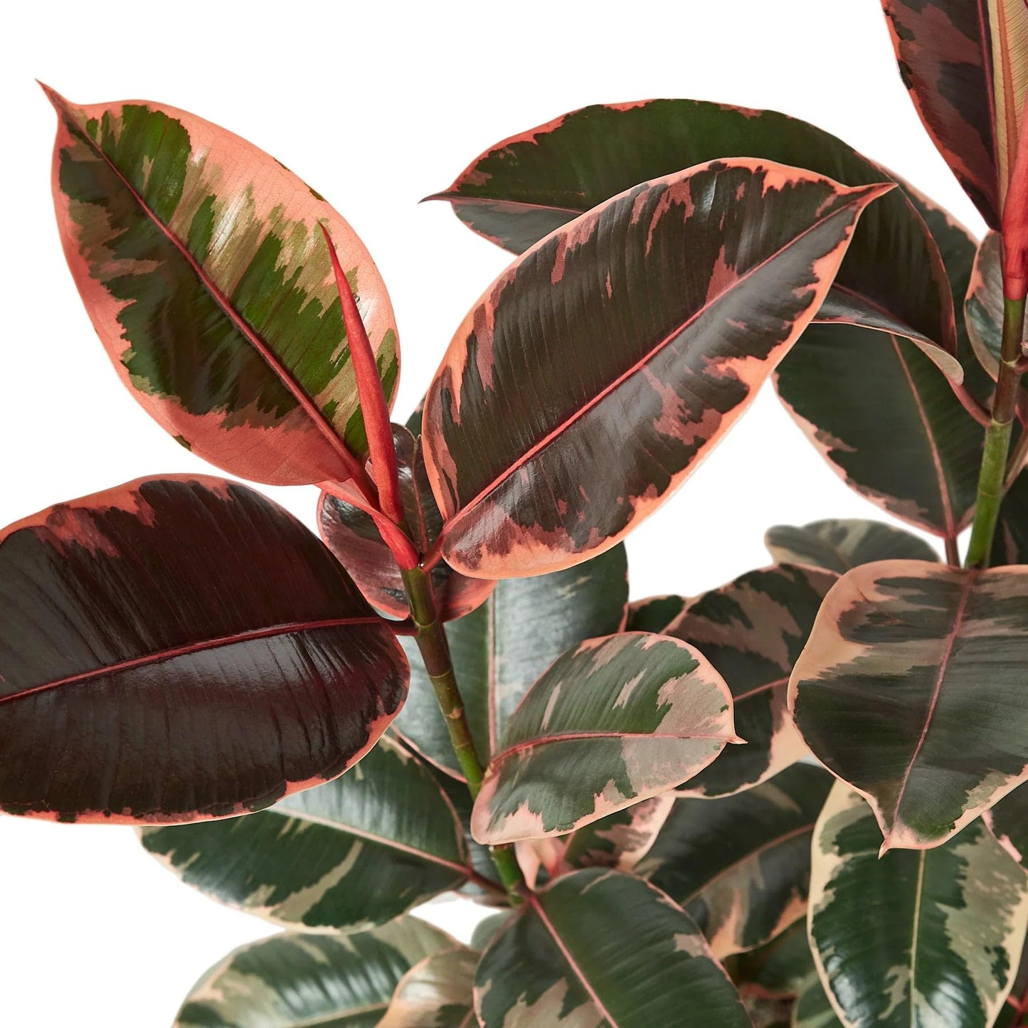 5 Pack Ficus Elastica 'Ruby Pink' in 6in Pot - Live Plants Tropical Houseplants | Variegated | USA Growers | The Snobby Leaf
