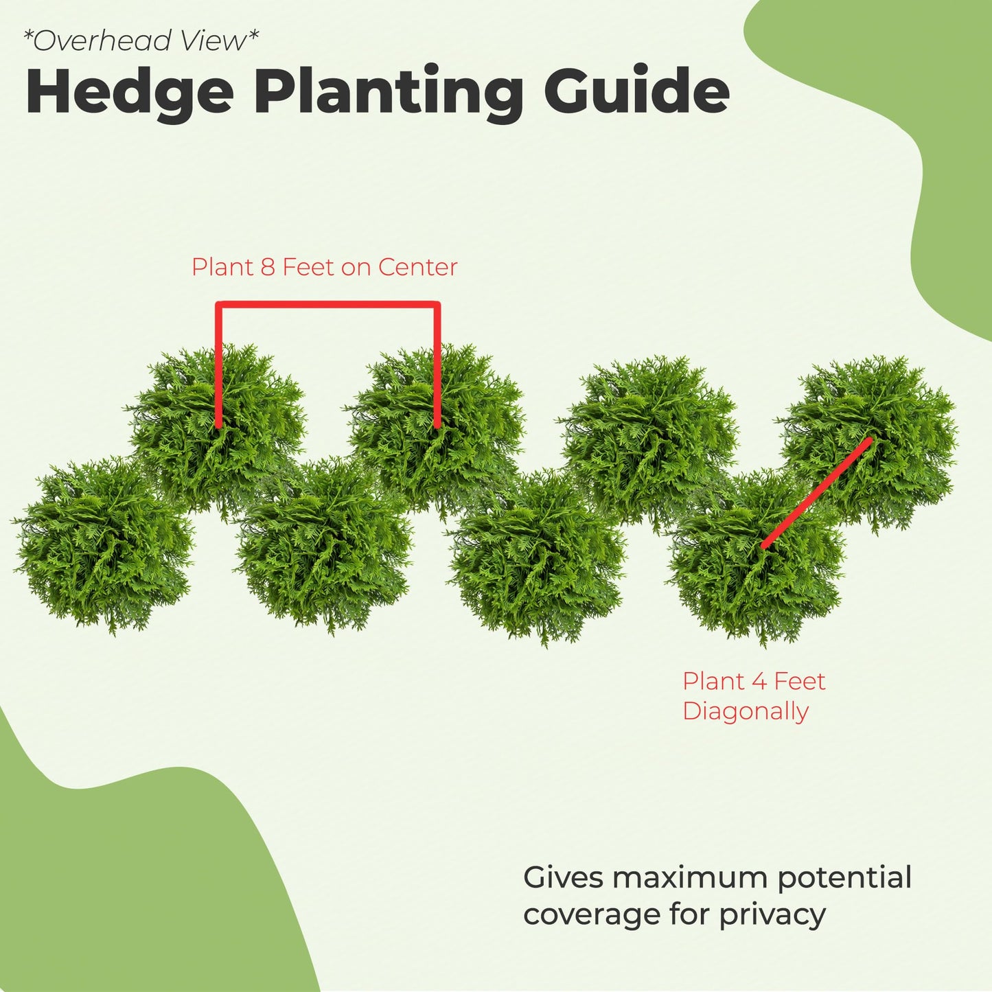 Perfect Plants Thuja Green Giant 1 Gallon | Privacy Evergreen Arborvitae | Adaptable Lush Green Foliage