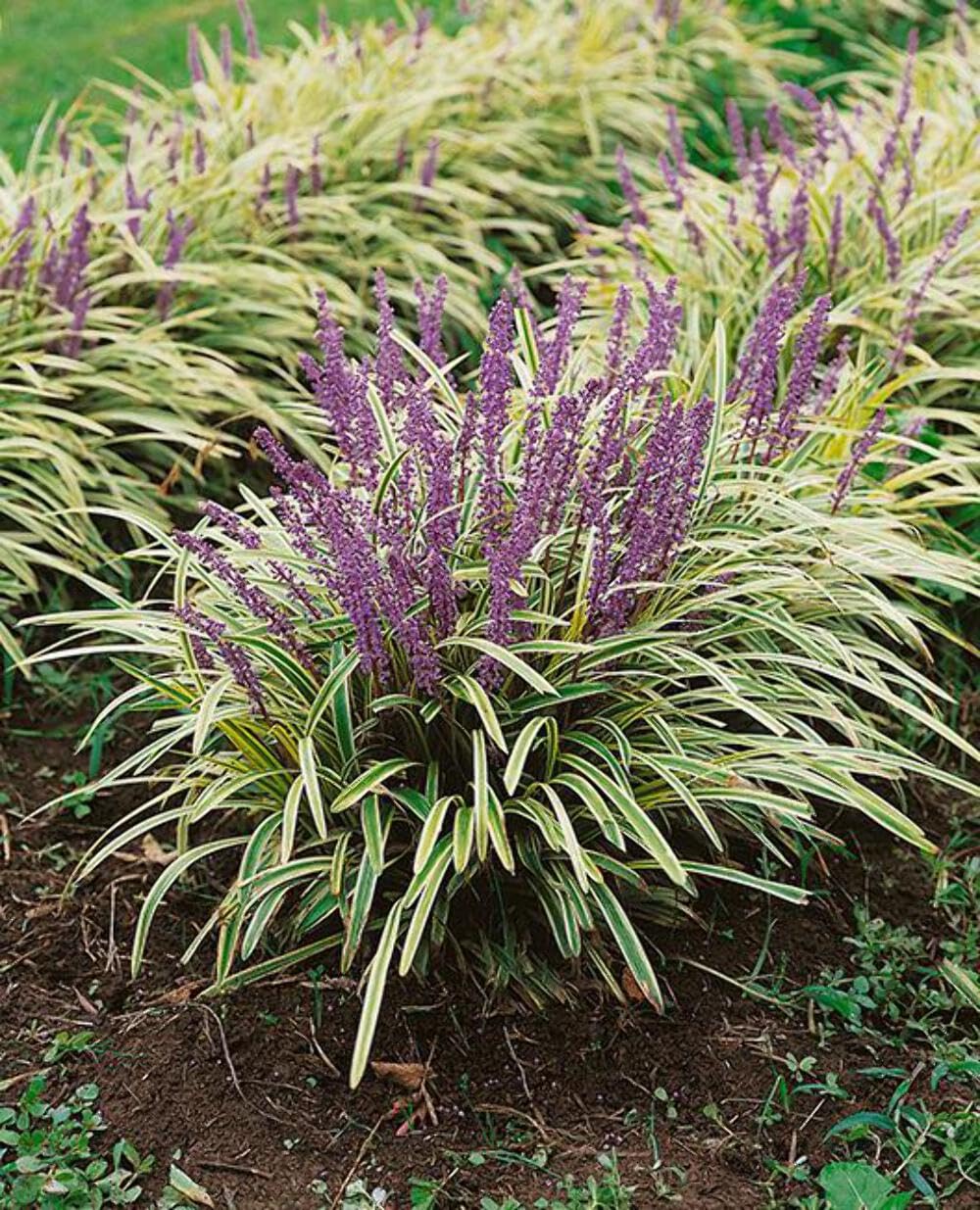 Perennial Farm Liriope M. 'Variegata' (Variegated Lilyturf) – Ornamental Grass in 4 Inch Pot, Lilac-Purple Flower Spikes, Variegated Green & Cream Foliage, Shade Tolerant, Great for Borders & Edging