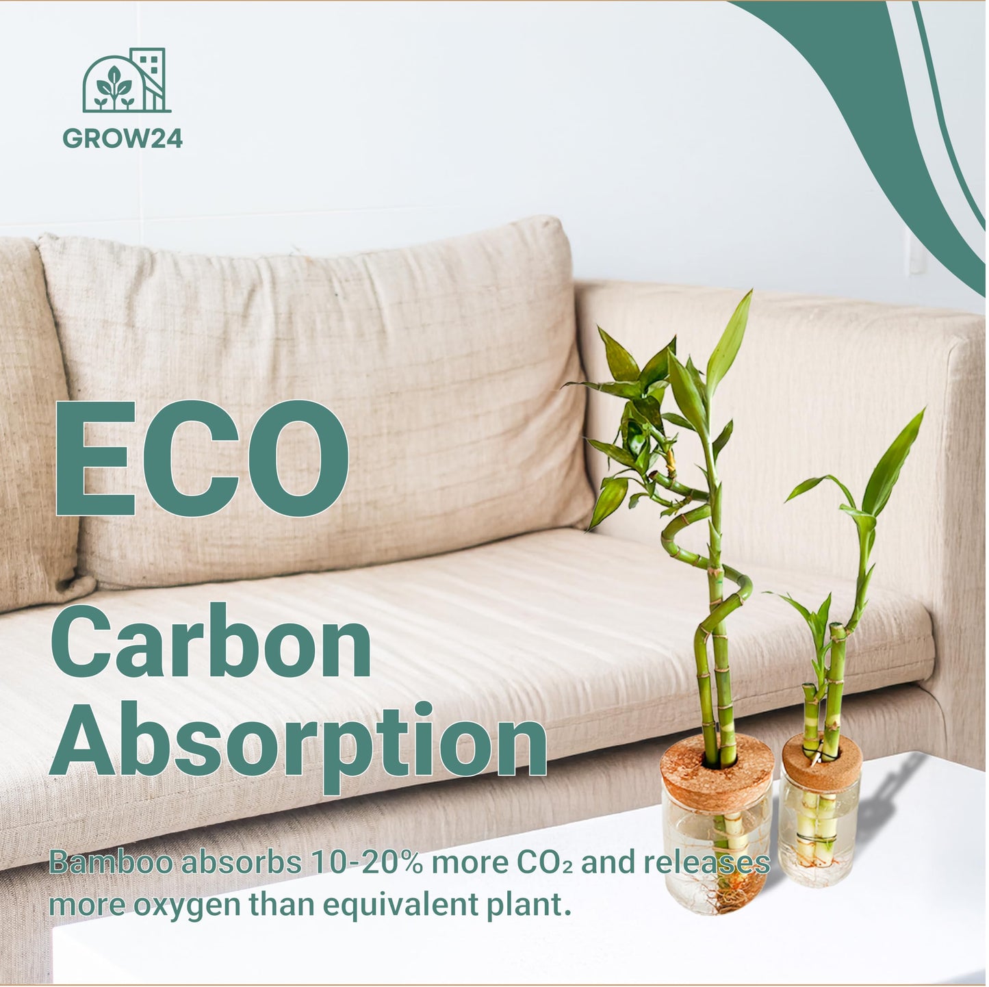 GROW 24 Live Lucky Bamboo Plant in Glass Jar with Cork Lid, 2 Stalks, Water Growing Kit, Indoor Feng Shui Decor (Two_Straight)