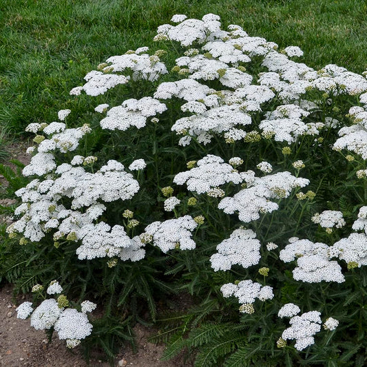 Live Plant from Green Promise Farms - Proven Winners, Achillea x 'Firefly Diamond' Yarrow, White Flowers - #1 Gallon Size Container