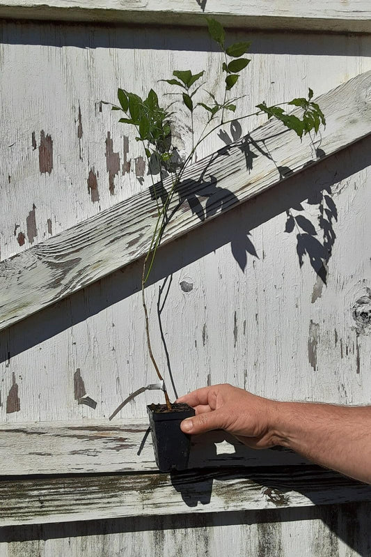 Live Plant - Purple Chinese Wisteria Tree - 10-15" Live Plant - 2.5" Pot - Wisteria sinensis