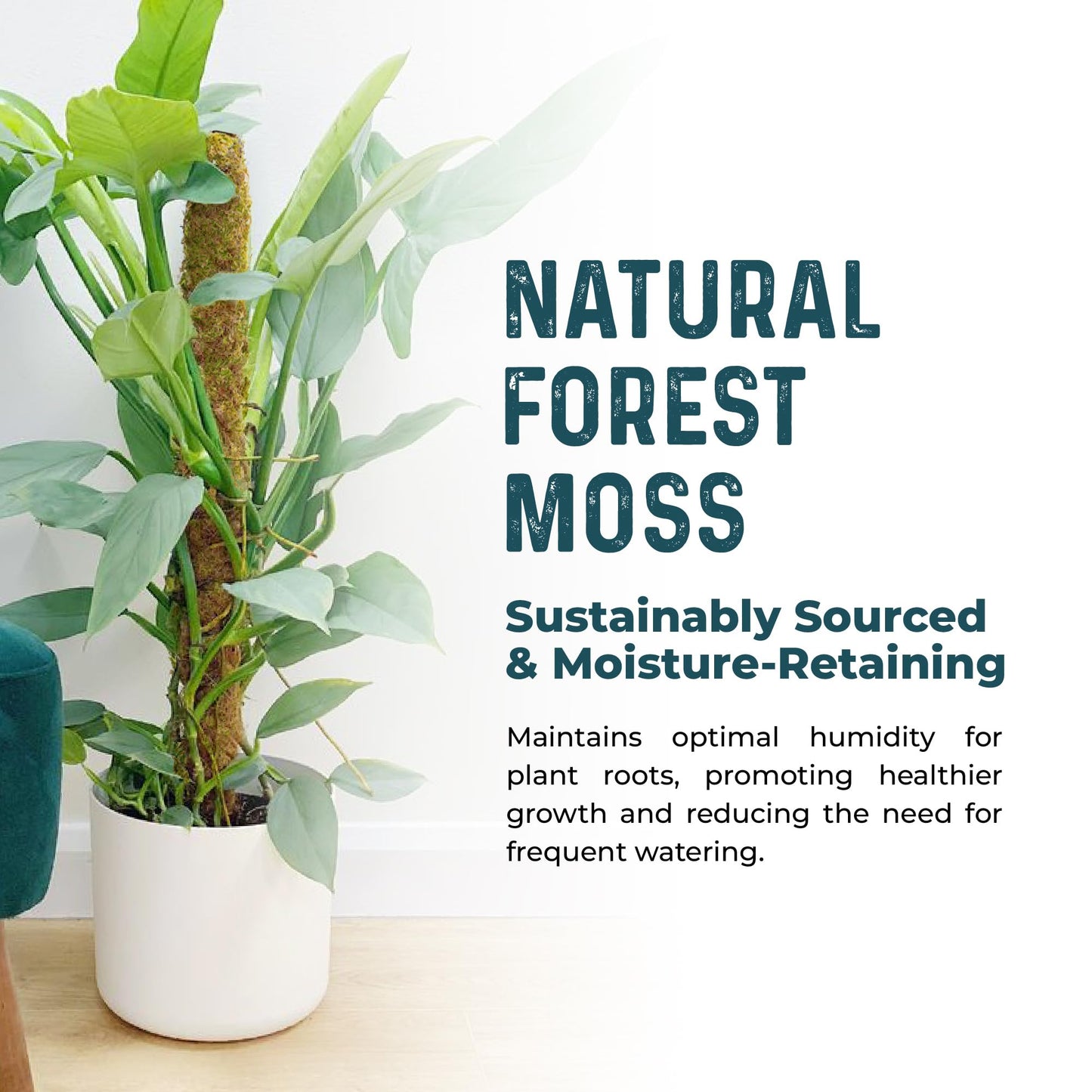 K-Brands 4 Pack Forest Moss Coco Coir Bundle - 2 x 42'' + 2 x 63'' Monstera Plant Support - Moss Poles for Climbing Plants Monstera - Plant Pole Plant Sticks Support