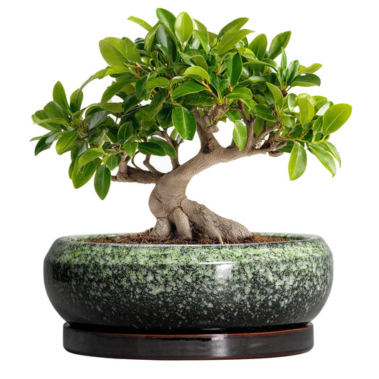 EPFamily Bonsai Pots 10 Inch - Ceramic Pots for Plants Indoor Outdoor, Succulent Pot with Drainage Hole and Saucer, Large Bonsai Planter, Round Shallow Planter, Office Decor, Gardening Gift, Green
