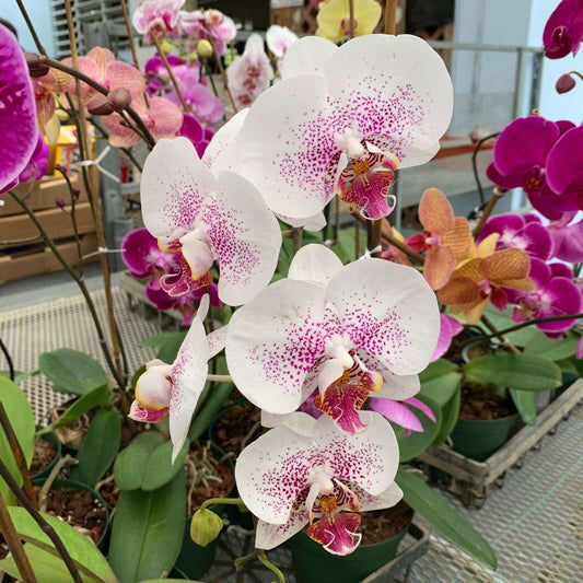 Live Plant - Moon Orchids (Phalaenopsis Amabilis) Live Plant 12″ Inches