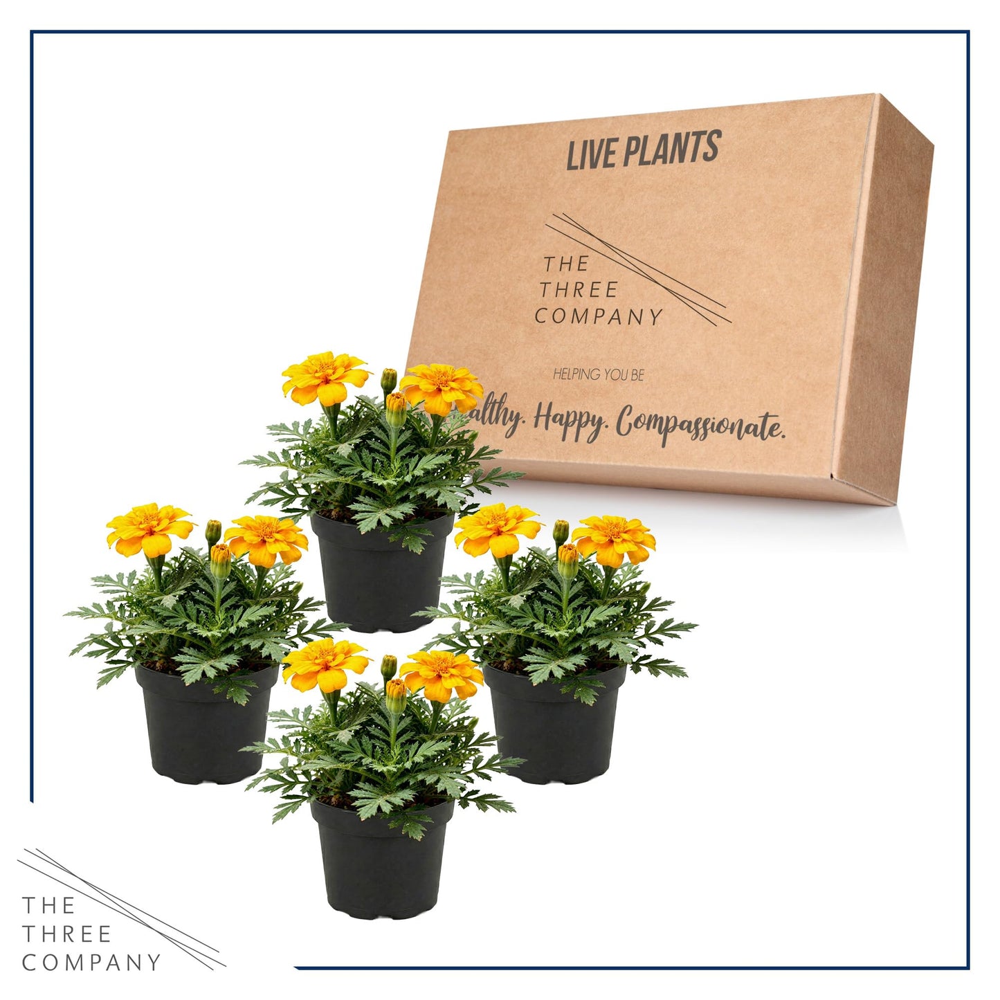 Live Flowering Marigold - Durango Yellow (4 Per Pack), Beautiful Spring Color, 8" Tall by 4" Wide in 1 Pt Pot