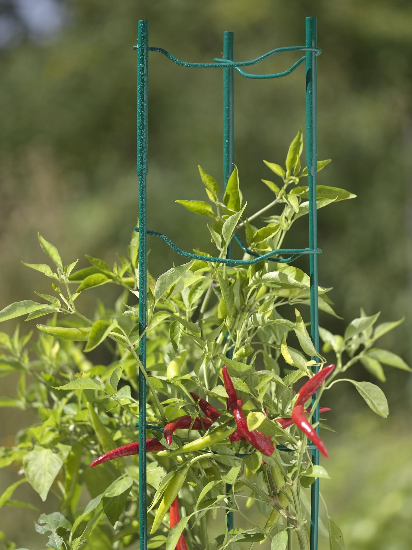Gardener's Supply Company Pepper and Eggplant Garden Stakes | Upright Metal Vegetable Plant Supports | Sturdy V -Shape Stackable Ladder Trellis | 6" W x 6" D x 32" H (Set of 3) - Red