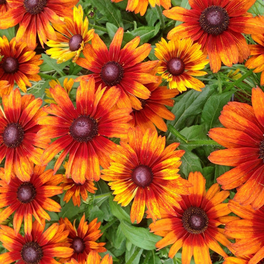 Clovers Garden Black Eyed Susan (Rudeckia) Autumn Colors Plants – Two (2) Live Plants – Non-GMO - Not Seeds - Each 4" to 8" Tall – in 4" Inch Pots – Perennial, Pollinator Friendly, Drought Tolerant