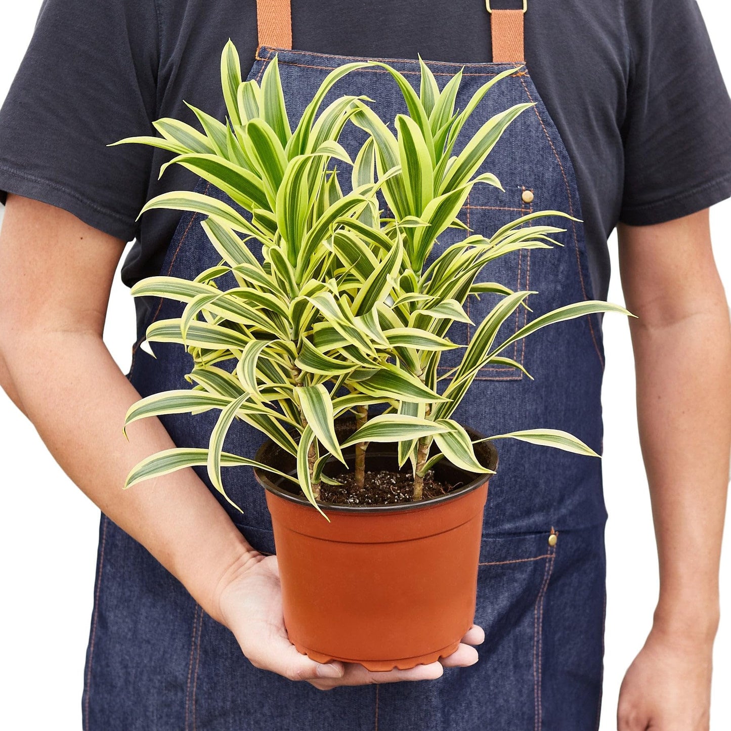 Dracaena 'Song of India' in 6in Pot - Live Plants Tropical Houseplants | Variegated | USA Growers | The Snobby Leaf