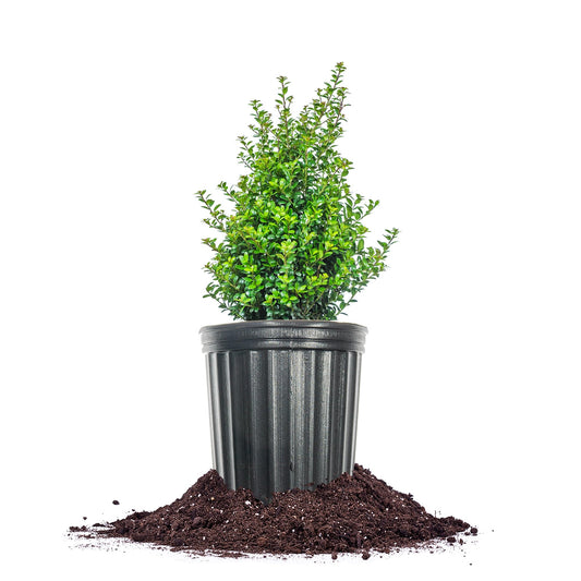Perfect Plants Steeds Holly Bush 1 Gallon | Tall Evergreen Shrub in Growers Pot for Privacy Shield or Landscape Interest.