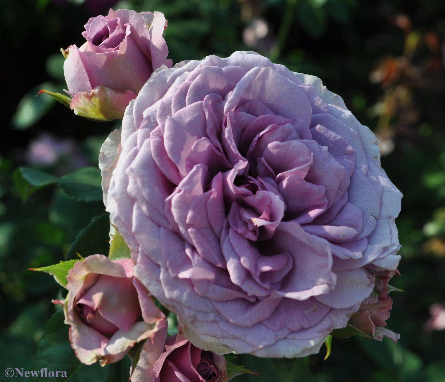 Arborose Quicksilver Climbing Rose Bush - Fragrant Purple Lavender Flowers, Own Root Live Plant, 1.5 Gallon Potted, Hardy Zones 5-9, Repeat Blooming, Stargazer Perennials
