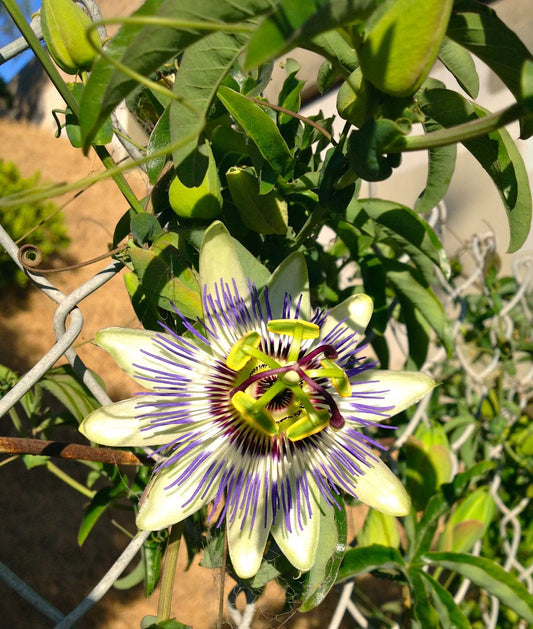 Passion Fruit Plant - Live Plant in a 4 Inch Growers Pot - Edible Fruit Bearing Vine for The Patio and Garden