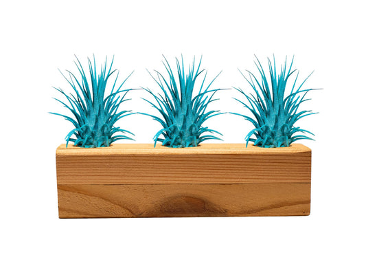 Air Plants 3 Pack - Tillandsia Ionantha - 3 Hole Planter - Organically Enhanced Color - Live Arrival Guaranteed - House Plants for Home Decor & Gift (3Pk + Black Planter) (3Pk Turquoise + Tan 3 Hole)