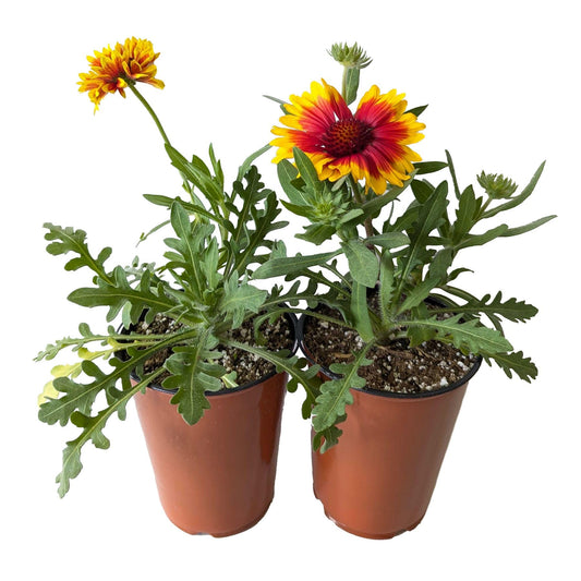 Easy to Grow Gaillardia Arizona Sun - 2 Potted Plants in Quart Grower Pots, Summer to Fall Flowers Full Sun