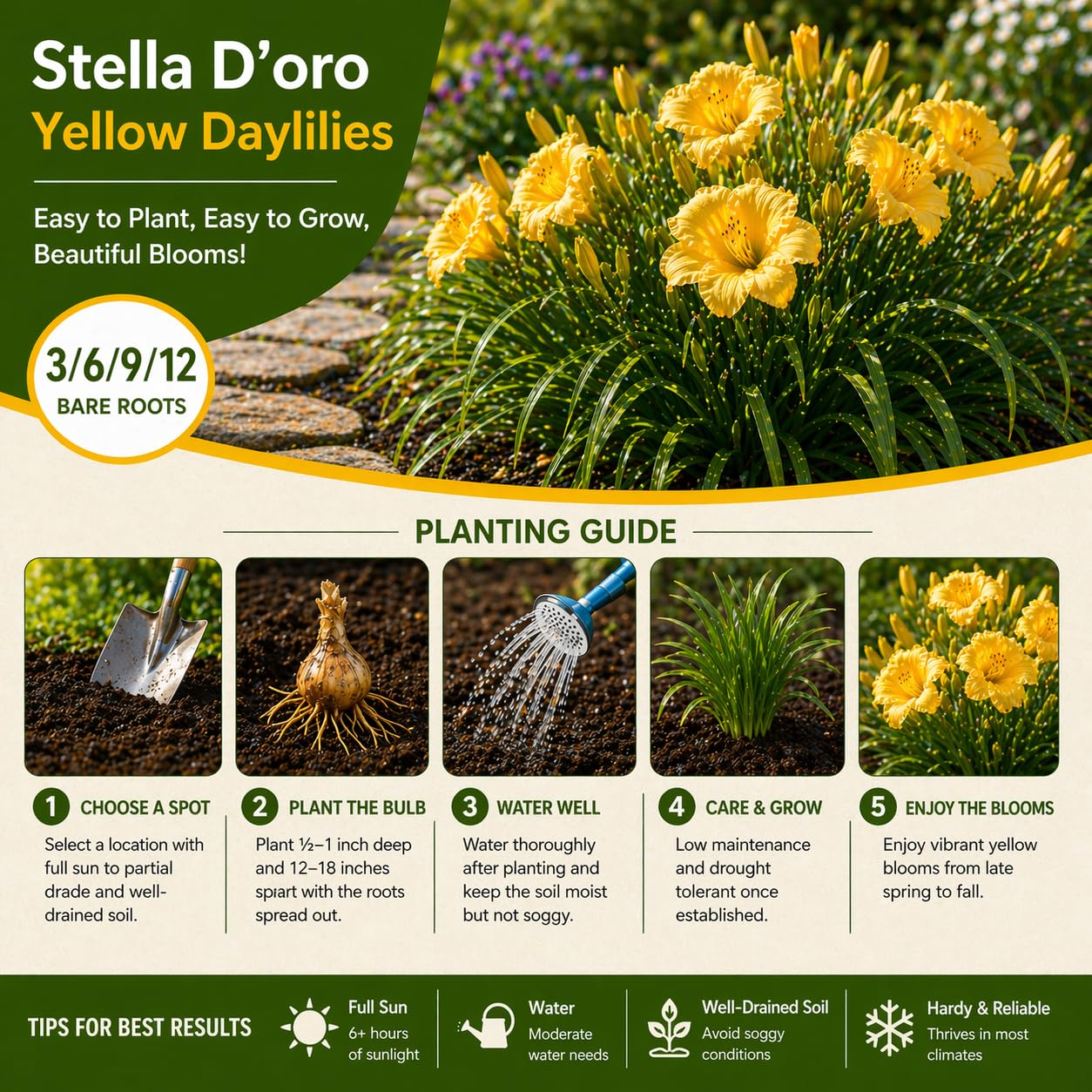American Stella D’Oro Daylily Bare Roots – Perennial Hemerocallis for Spring Planting – Easy-to-Grow Outdoor Garden Flowers – Attracts Butterflies & Bees (9, Nine Bare Roots)