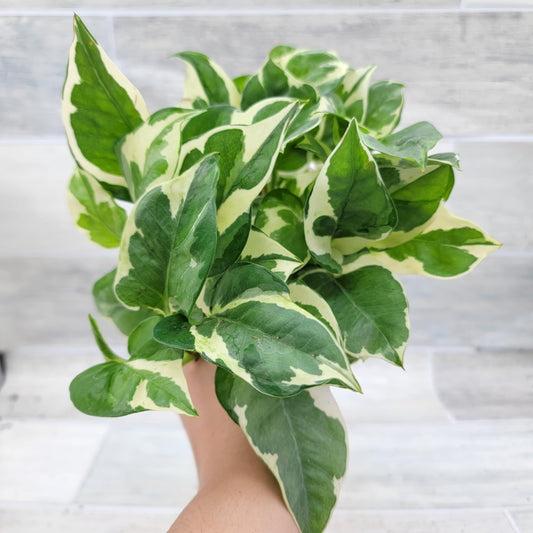 Pothos NJoy Live Houseplant 4 Inch Pot Established Variegated Epipremnum Aureum Easy Care Indoor Plant White Green Foliage Vining Devil's Ivy