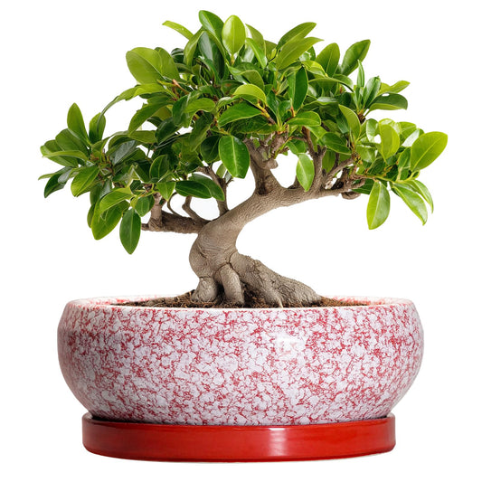 EPFamily Bonsai Pots 10 Inch - Ceramic Succulent Planters for Indoor Plants Outdoor, Succulent Pots with Drainage Hole and Tray, Round Shallow Planter, Bonsai Planter, Home Decor, Gardening Gift, Red
