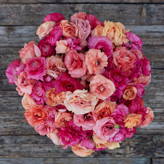 Eden Brothers Ranunculus Bulbs - Lipstick Mix
