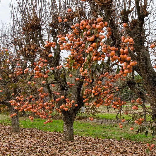 American Persimmon Tree Live Plant for Outdoor Planting, 1 Year Old Well Rooted, Winter Hardy, Zone 4-9