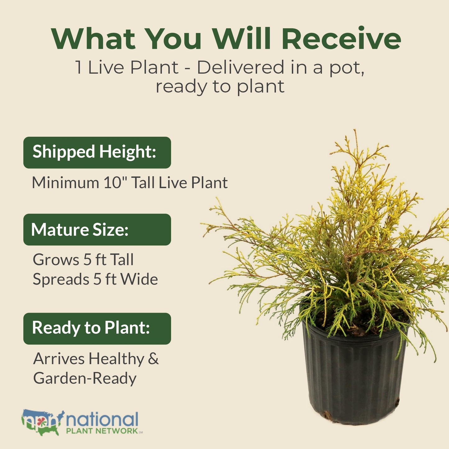 Gold Mop Cypress Shrub - Low Maintenance Plant - Grows Upto 5' x 5' - Thrives in Full Sun in 3 Gal Grower Pot - Golden Evergreen Plant for Landscaping, Sidewalks & Driveways