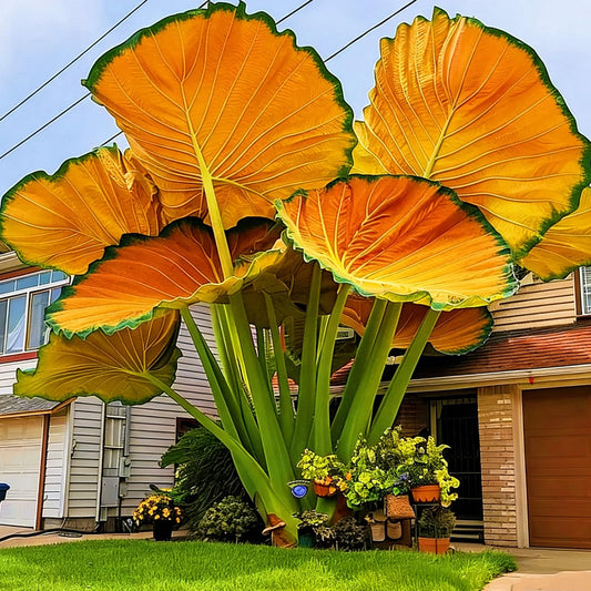 BGNIORT Elephant Ear for Planting/Elephant Ear Vibrant Colors，Landscape Design for Outdoor Gardens and Balconies (4)