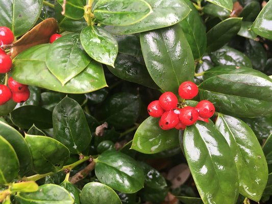Dwarf Burford Holly – Compact Evergreen Shrub with Glossy Green Leaves and Red Winter Berries – Low Maintenance Landscape Plant for Borders, Hedges & Gardens – Live Plant (1 Gallon Plant)