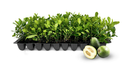Pineapple Guava - 10 Live Plants - Feijoa Sellowiana - Edible Fruit and Flowering Foliage