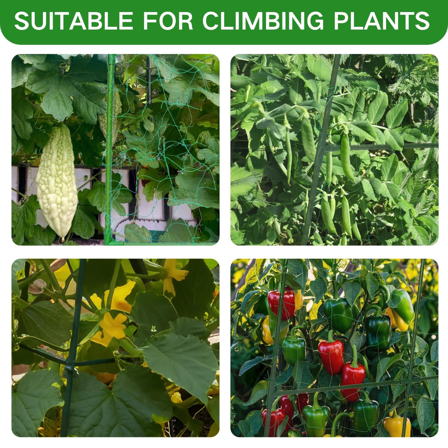 Cucumber Trellis for Raised Beds - Sturdy Arch Trellis for Peas, Beans & Climbing Plants | Outdoor Vegetable Support, Garden Trellis Kit (31" Lx30 Wx48 H)