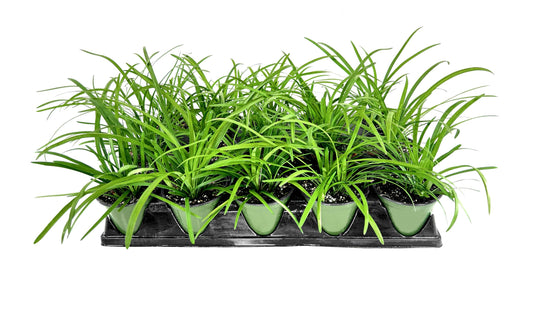 Big Blue Liriope Plants | 1 Live 4 Inch Pot | Liriope Muscari 'Big Blue' | Hardy Evergreen Ground Cover | Shade and Full Sun Tolerant Ornamental Lilyturf Grass