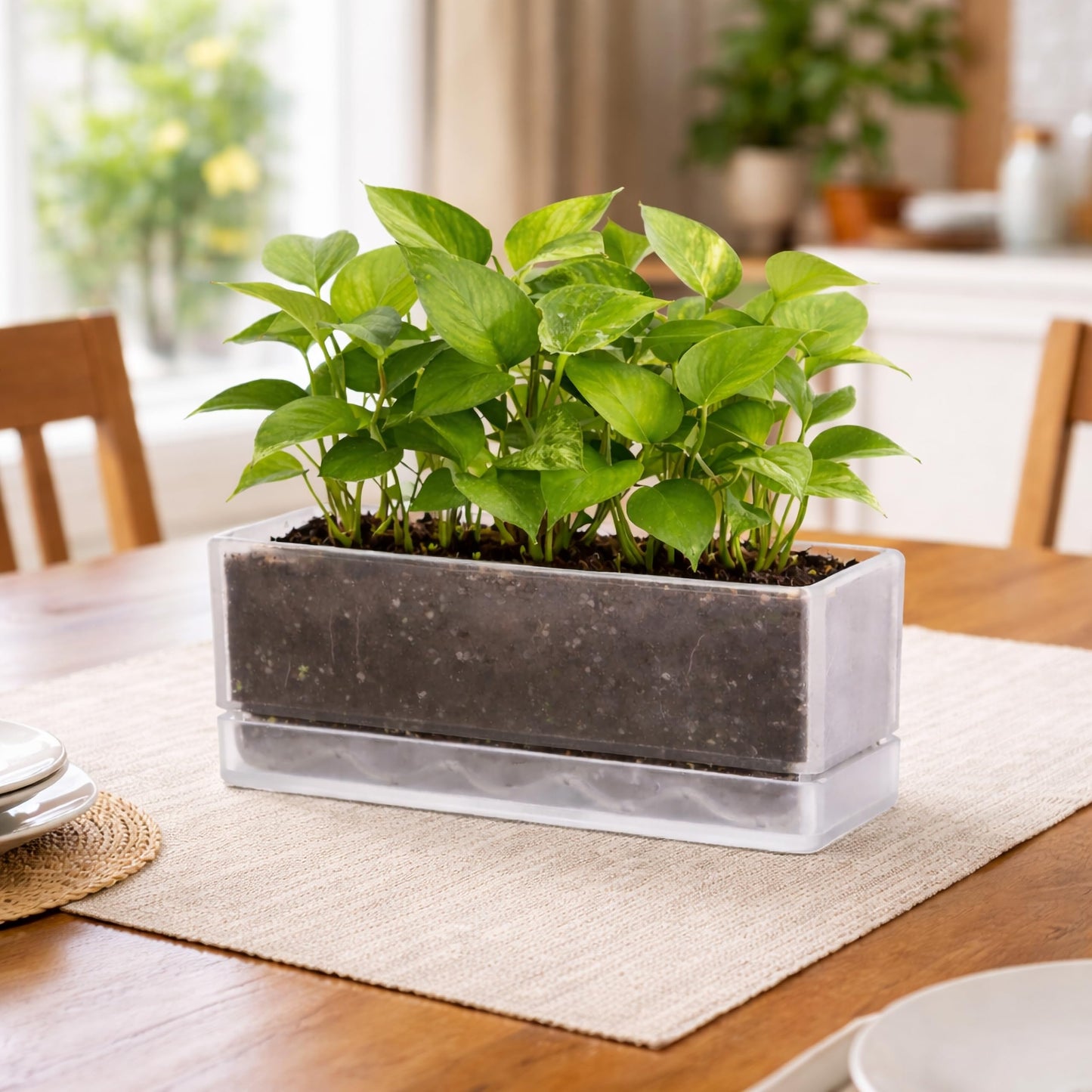 D'vine Dev 12 Inch Window Box Planter, Rectangle Acrylic Herb Planter with Drainage Holes and Saucer, Indoor Succulent Cactus Vegetable Pot for Windowsill, Garden Balcony, Clear, Set of 2, 76-X-D-2