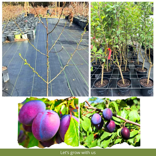Methley Plum Tree Live Plant 2 to 3 Feet Height, in 3 Gallon Pot, Grafted Plum Plant Live to Grow Outdoor, Sweet Plum Fruit Tree, No Ship to CA