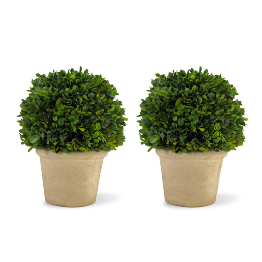 Shine Company Real Preserved Boxwood Ball Topiary in Terracotta Pot (10.75" Tall/8" Wide, Set of 2)