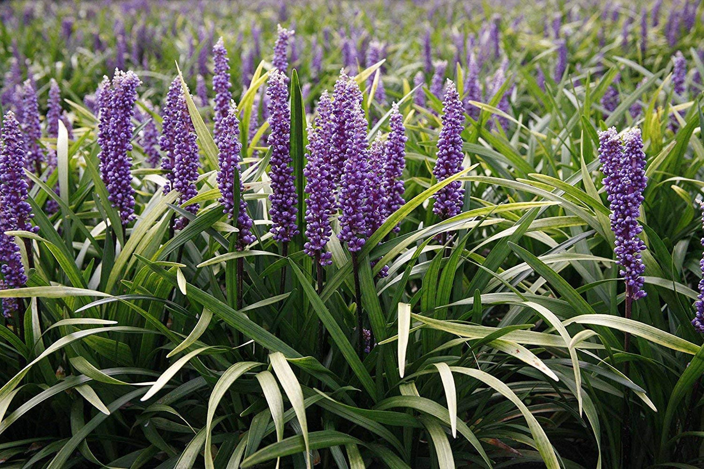 Super Blue Liriope Muscari - 10 Bare Root Plants - Evergreen Ground Cover Grass