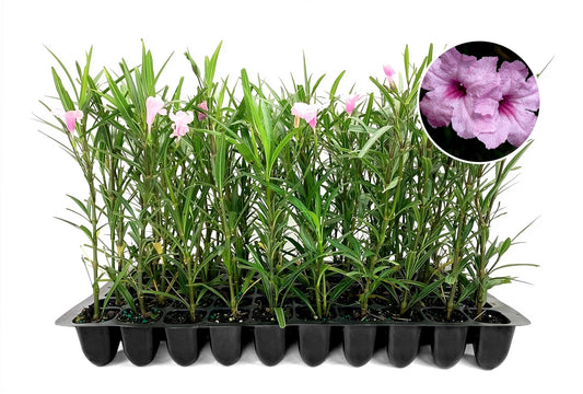 Mexican Petunia Pink | 3 Live Plants | Ruellia Brittoniana | Pink Flowering Landscape Pollinator | Heat Tolerant Groundcover | Outdoor Perennial for Gardens Borders Walkways Containers