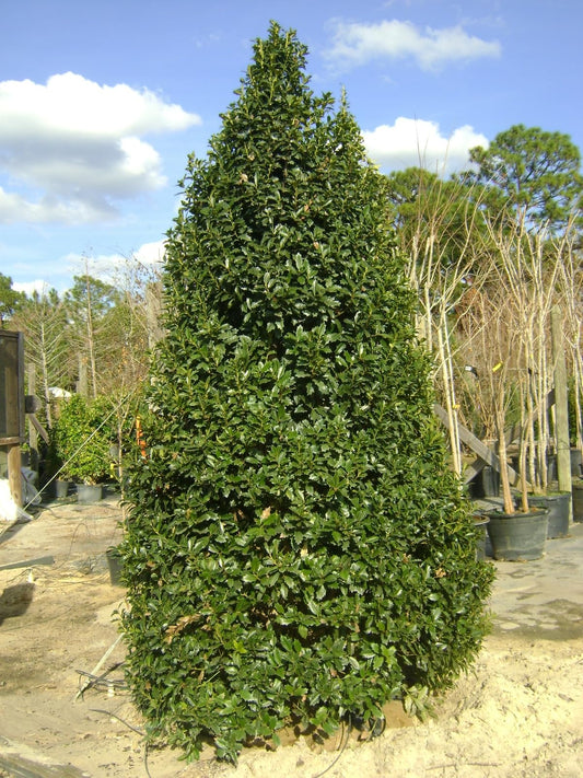 Live Plant - Oak Leaf Red Holly Shrub/Tree - Live Plant - 6-12" Tall, 3" Pot - Ilex x 'Conaf'